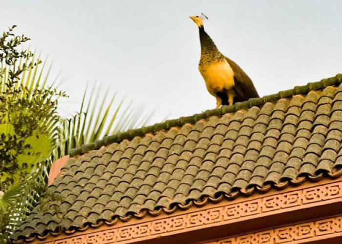 Guest House Qodwa