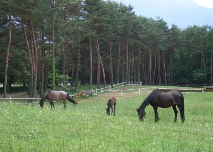 Gasthof Ascot