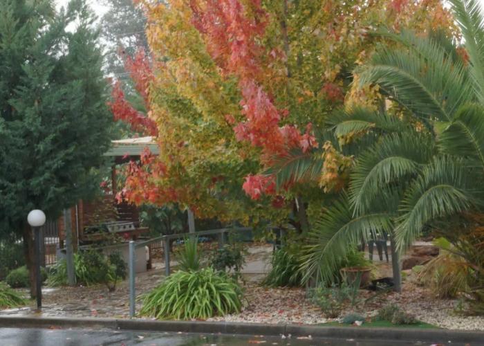 Golden Leaf Motel