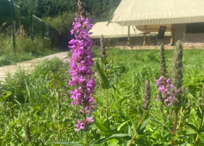 Malina Glemping Kosa Guest House