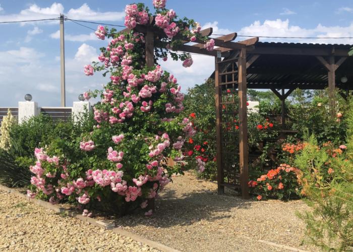 Grand Camellia Guest House