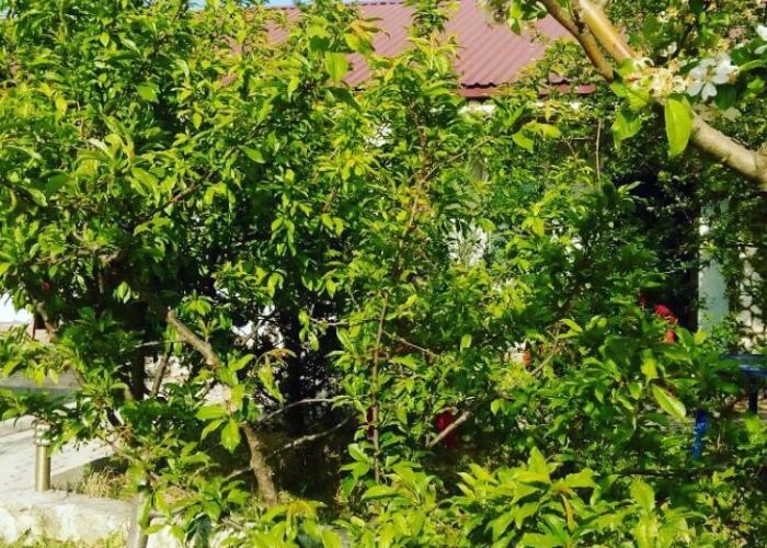 Guesthouse Constanta