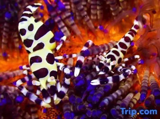 фото K2 Lembeh Dive Resort