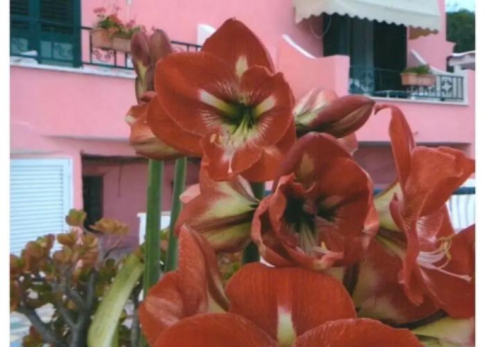 Hotel Casa Rosa Sea & Spa