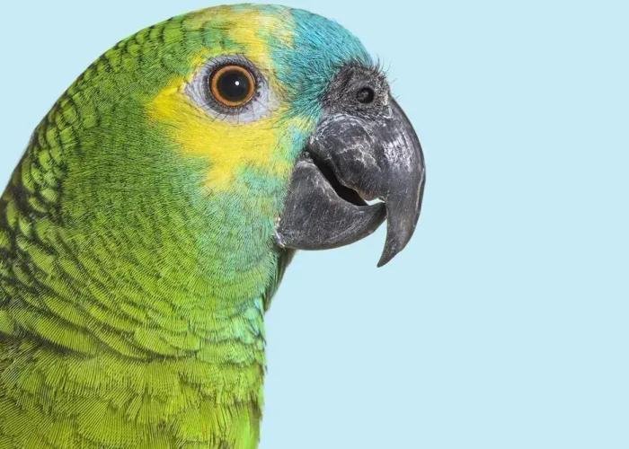 Guacamayo Ecolodge