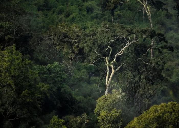 Cuyabeno Lodge