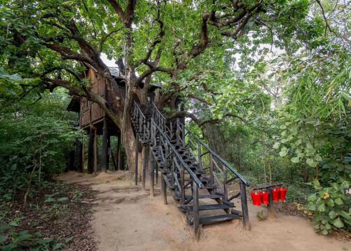 Pugdundee Safaris - Tree House Hideway Lodging House