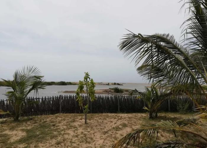 dolphin wadiya