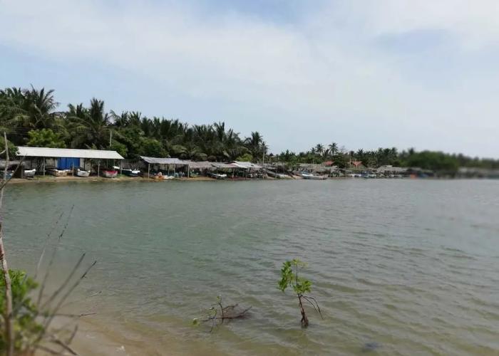 dolphin wadiya