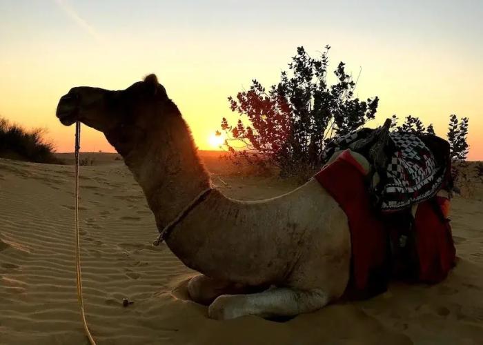 Amazing Desert Camp