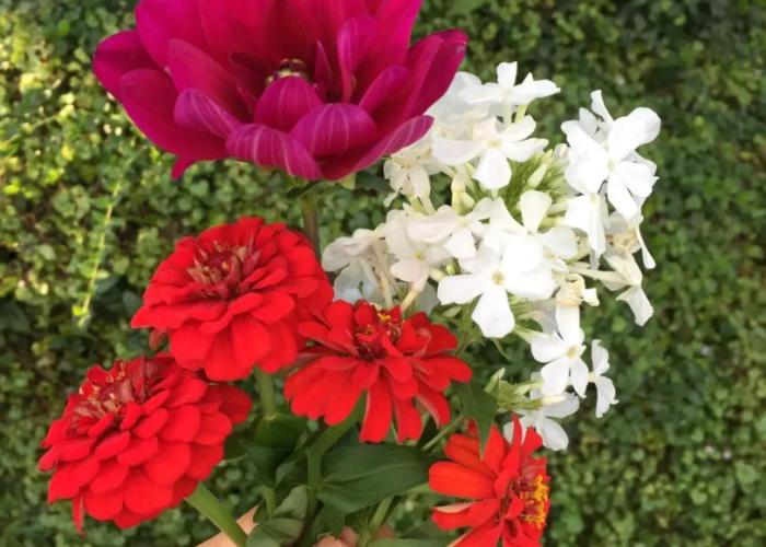 Tomy's Log House - Need Car