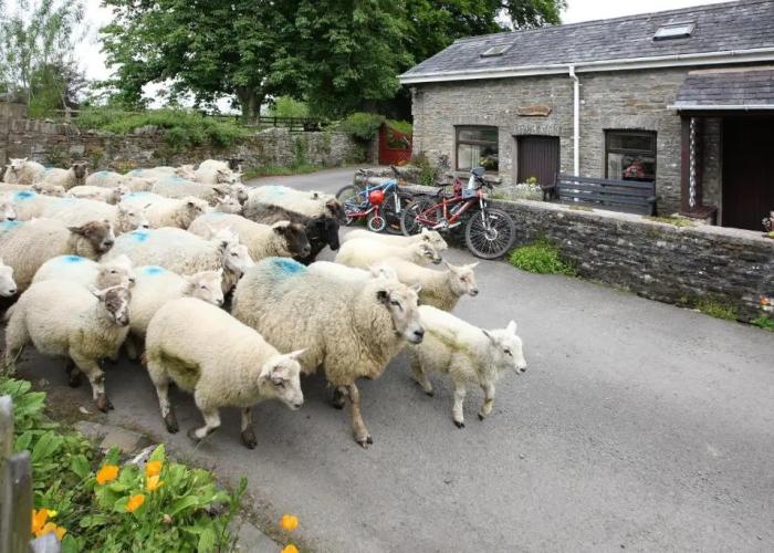 Swansea Valley Holiday Cottages