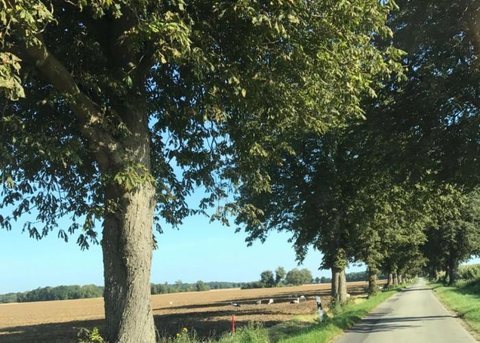 Luxurioese Ferienwohnung in Boddin mit Garten