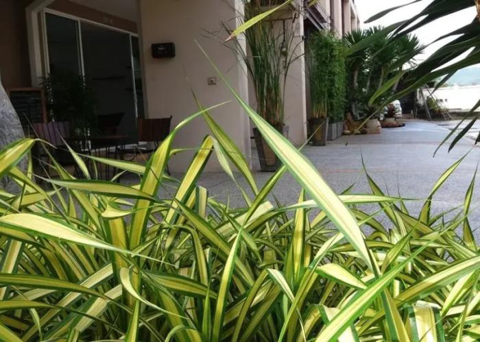 Green House Phuket