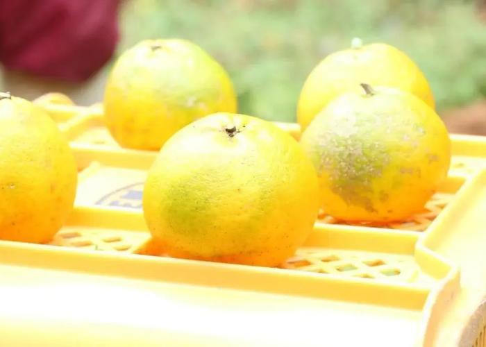 Hotel Auberge Yakushima