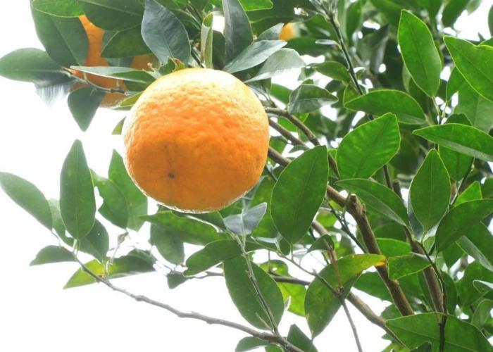 Hotel Auberge Yakushima
