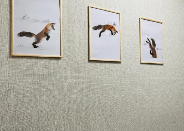 FOX Hostel