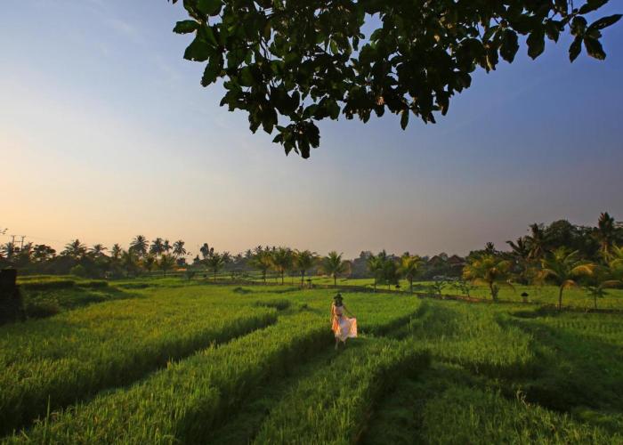 Wapa di Ume Ubud - CHSE Certified