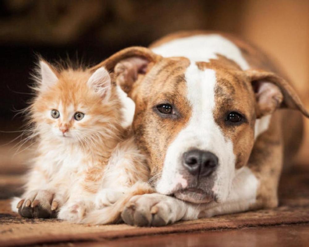 фото Kyriad Restaurant Centre Vichy