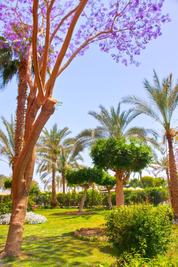 фото ZYA Palmera El Sokhna - Families Only