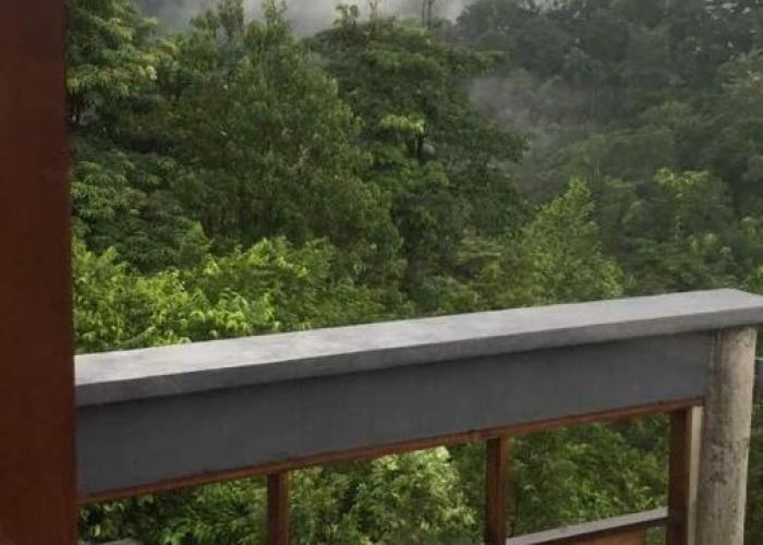 The Shorea