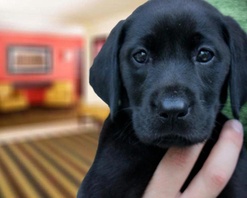 фото Extended Stay America Suites - Bakersfield - Chester Lane