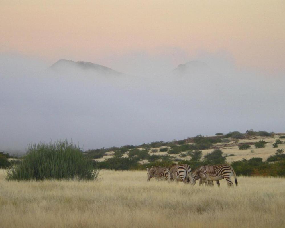 фото Etendeka Mountain Camp