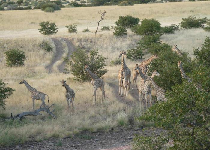 Etendeka Mountain Camp