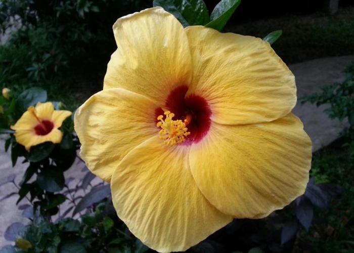 Bird of Paradise Bungalows