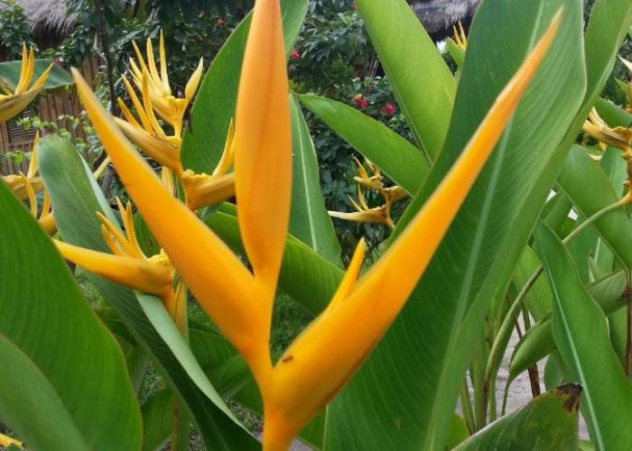 Bird of Paradise Bungalows