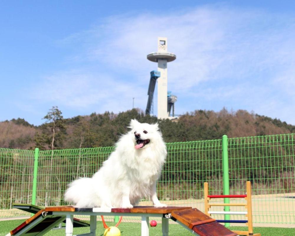 фото Holiday Inn & Suites Alpensia Pyeongchang Suites, an IHG Hotel