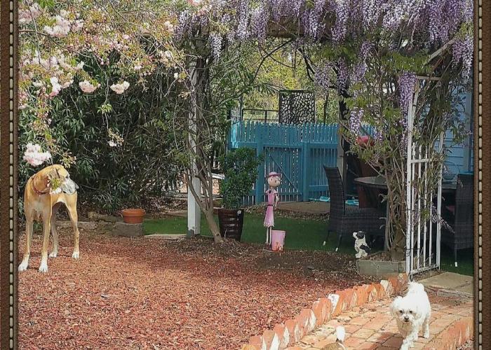 Must Love Dogs B&B & Self Contained Cottage