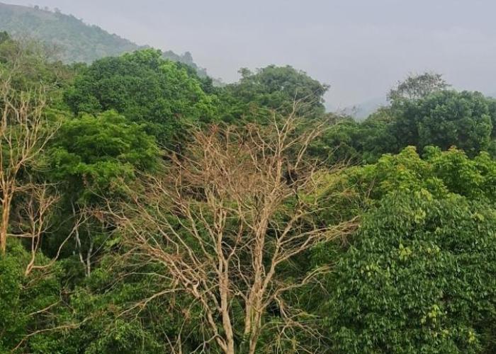 Green View