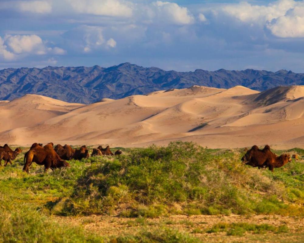 фото Mongolian Vision Tours