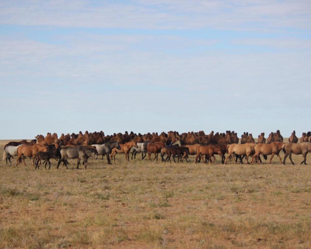 фото Mongolian Vision Tours