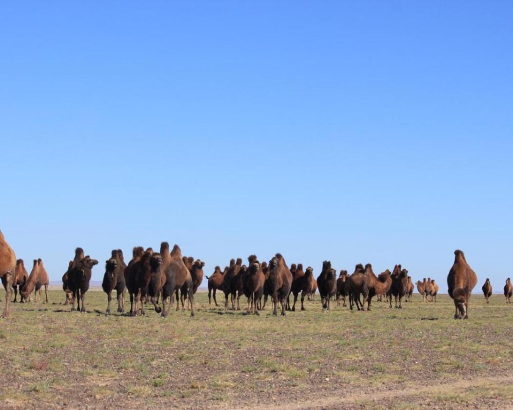 фото Mongolian Vision Tours