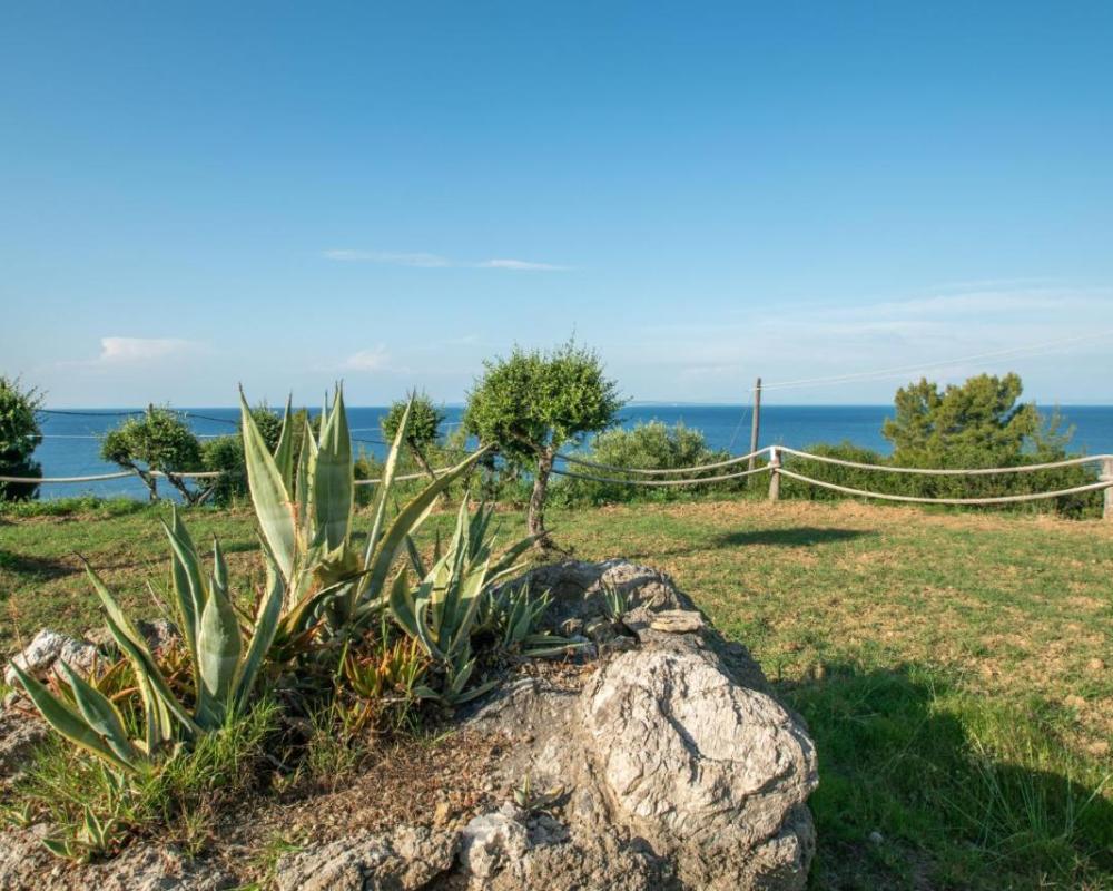 фото Arpyia