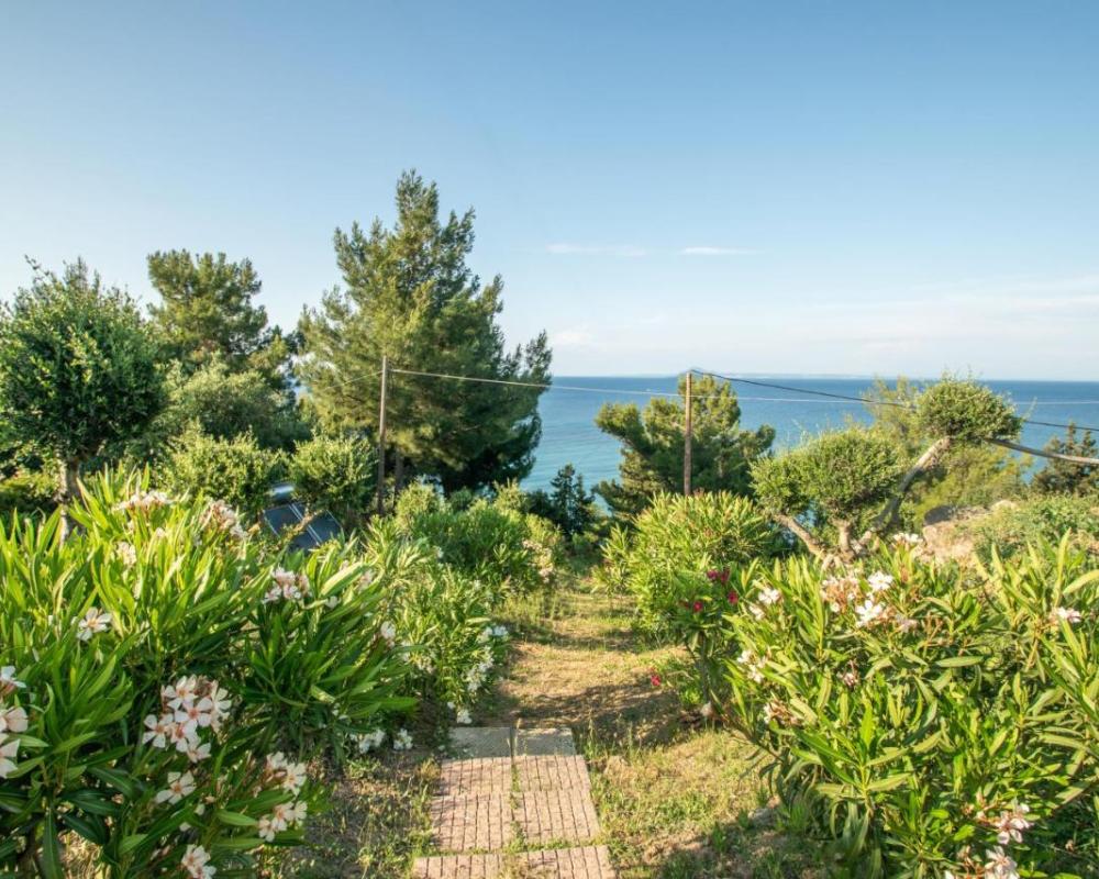 фото Arpyia