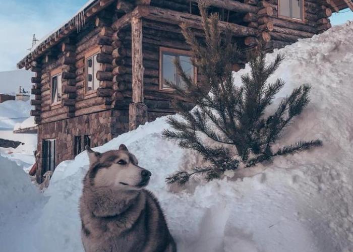 Mountain Cricket Chalets and Apartments Gudauri