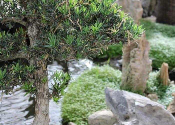 Zen Museu do Bonsai