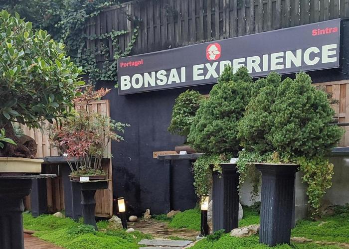Zen Museu do Bonsai