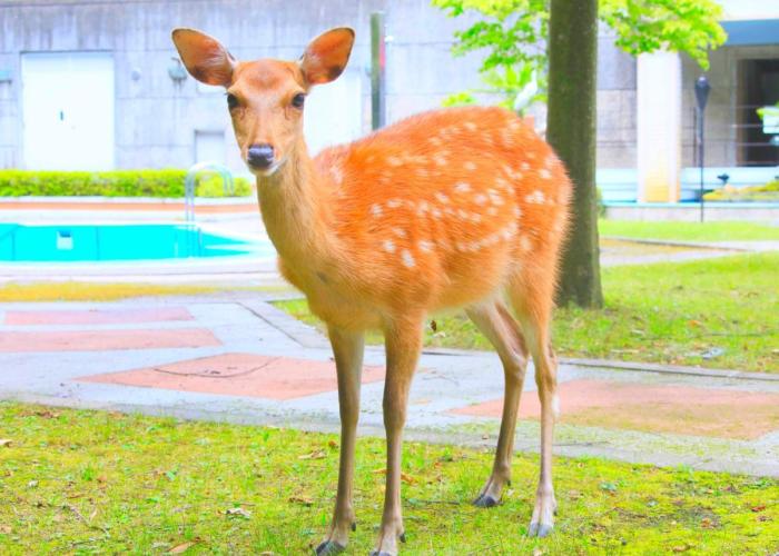 Reyzenit Kinosaki Suite VILLA