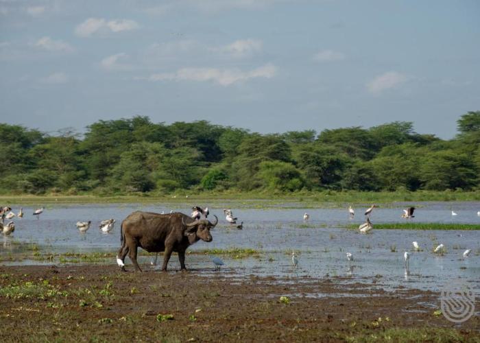 Lake Manyara Serena Safari Lodge