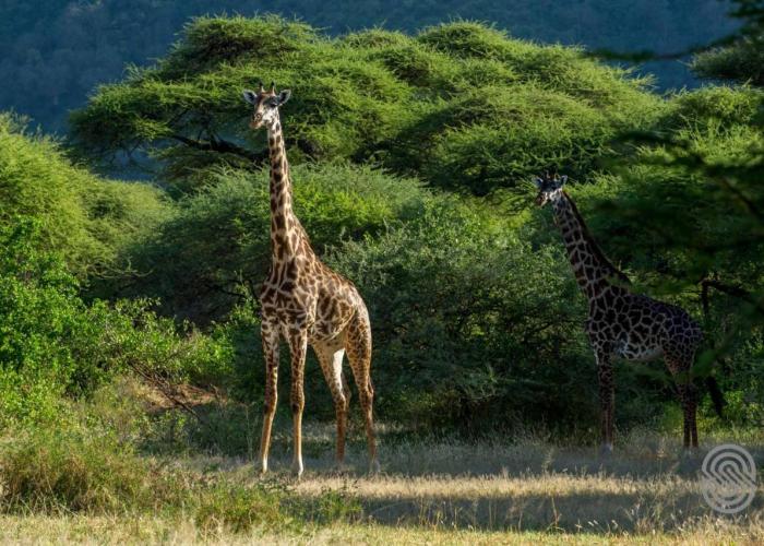 Lake Manyara Serena Safari Lodge