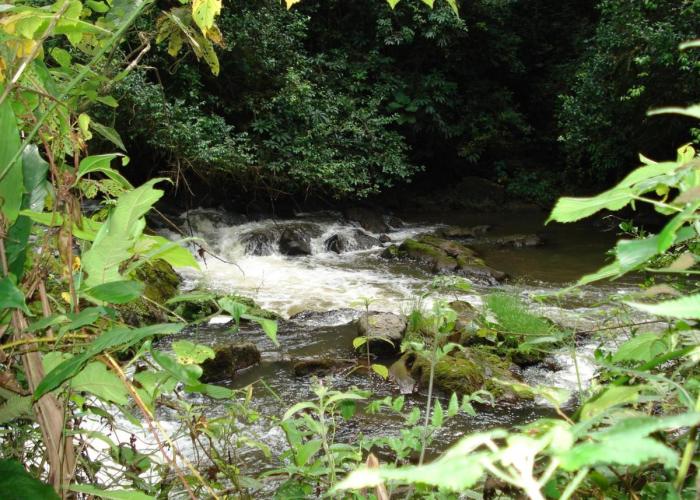 Koi Koi, Fort Portal