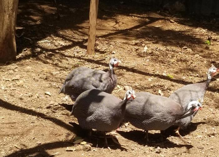 Mamba Village Kisumu