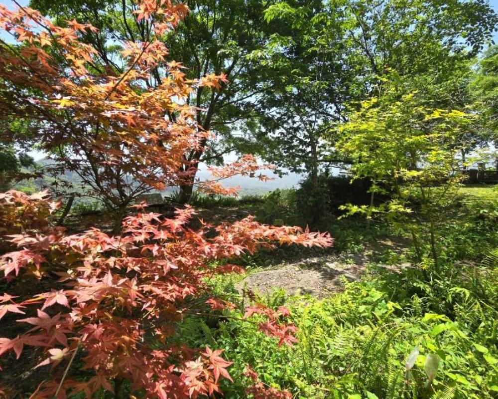 фото Maple map B&B