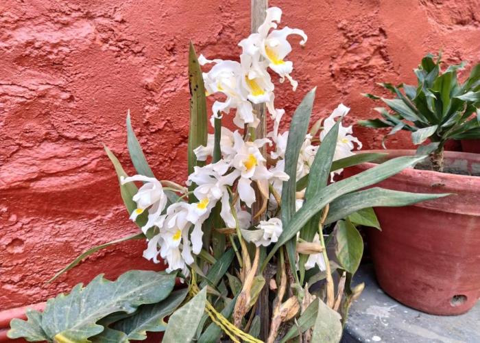 Bhattidanda Fresh & Natural Homestay