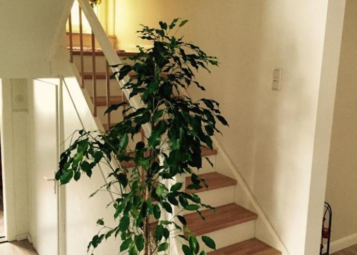 Homestays Nordsee-Lilie