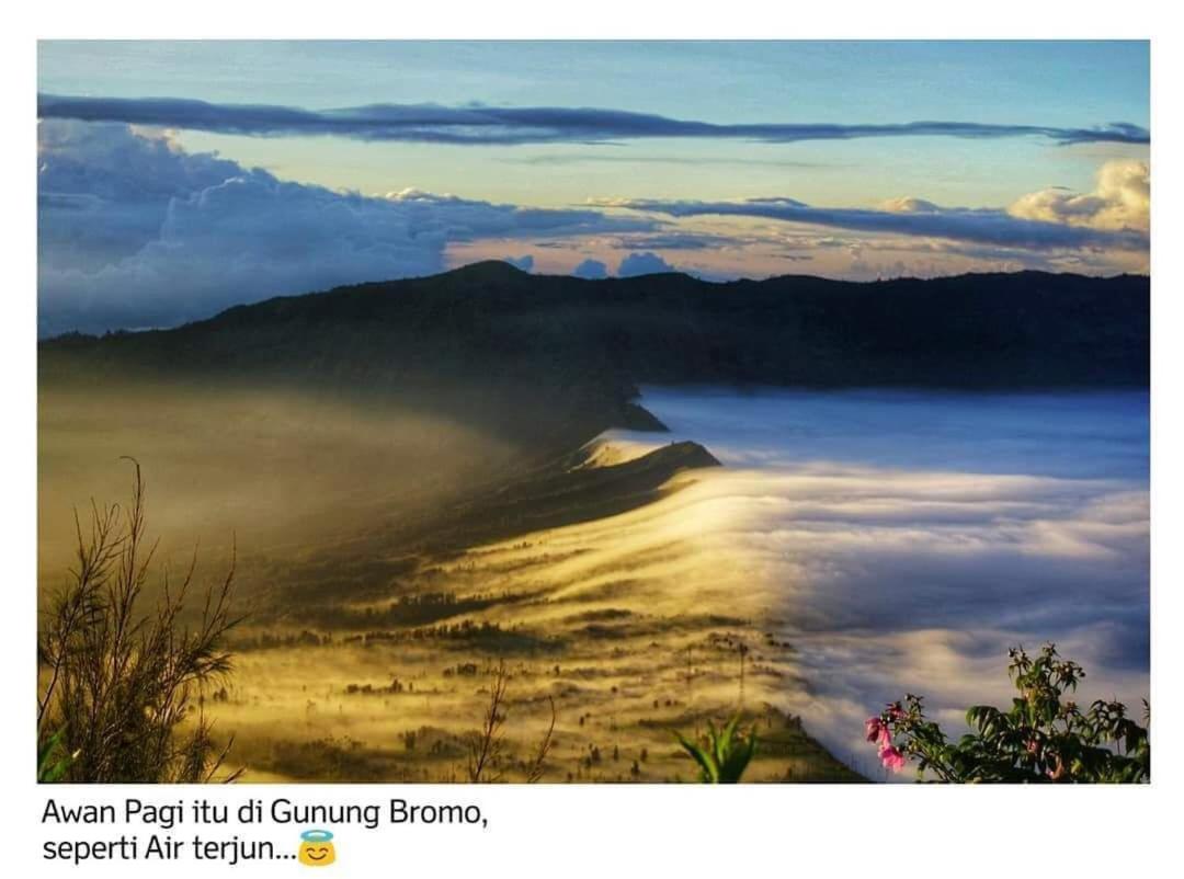 фото Bromo Backpacker Tosari